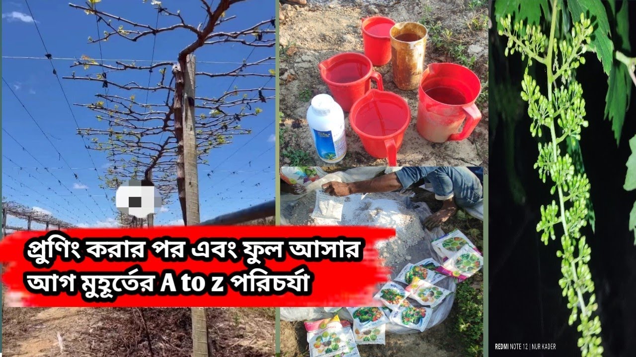 আঙ্গুর গাছ প্রুণিং করার পর এবং নতুন কুশি আসার আগ পর্যন্ত কি কি পরিচর্যা করতেই হবে বিস্তারিত আলোচনা।