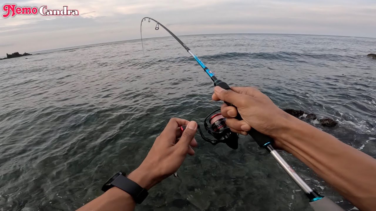Mancing cumi di karang dangkal tidak akan mengecewakan😃 Gasak 702 2-6lb + Ryobi Ultra Power 1000