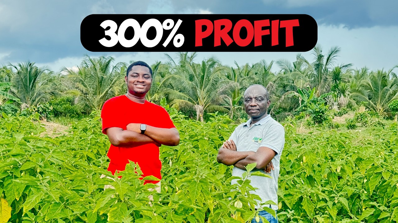 Garden Egg Farming Explained: How To Make GHS35,000(3,236) Every Three Months in Ghana.