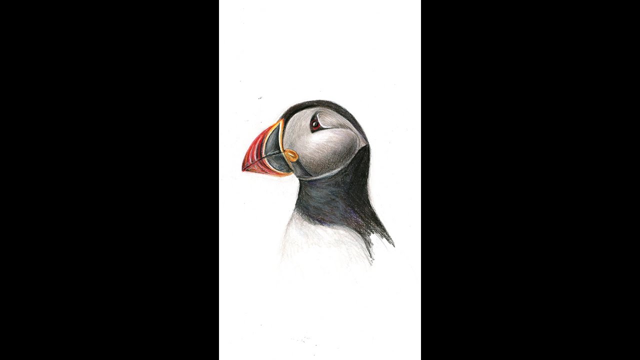 Draw a puffin - colour pencil drawing - art process - timelapse - sketch a day (6 of 30) #shorts