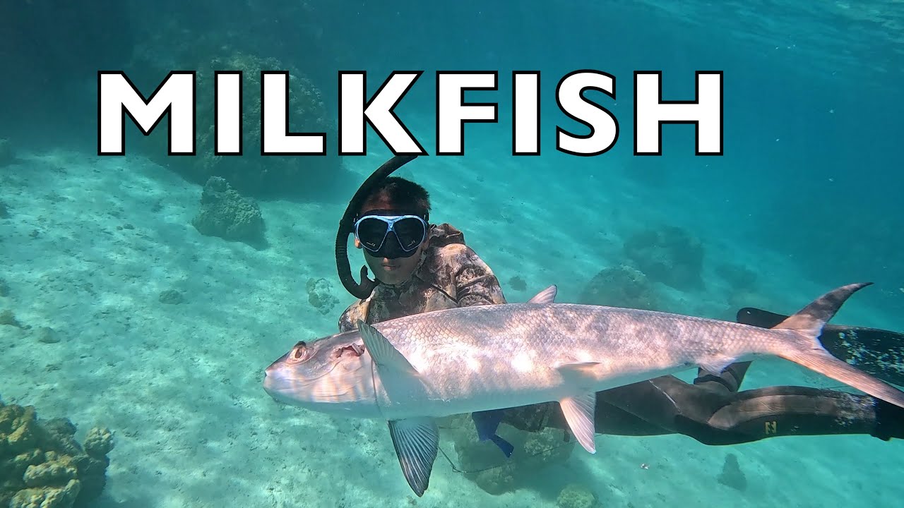 Village Feast to Spearfishing Milkfish | A Sailing Family's Fiji Adventures- EP.34