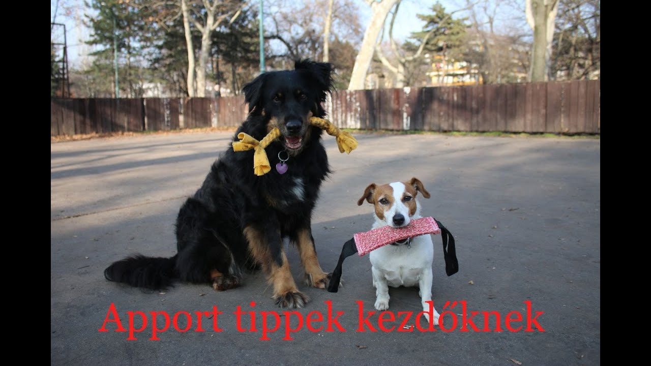 Apport tippek kezdőknek - Hogyan tanítsd meg a kutyádnak, hogy visszahozza a játékát