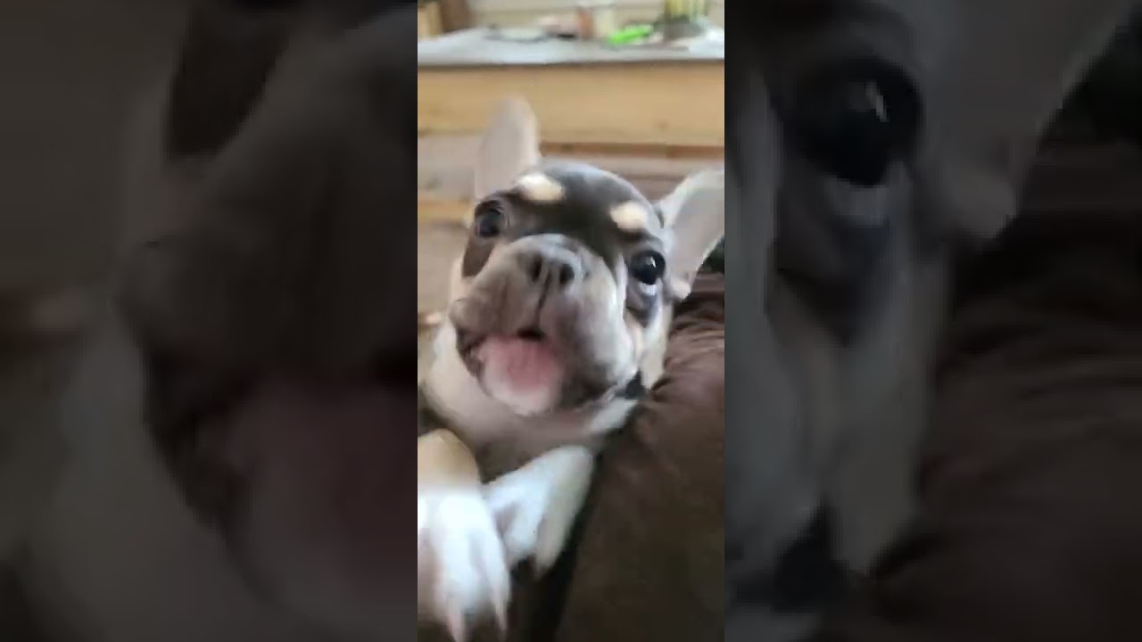 When you're too small to get up on the couch. #frenchie #frenchbulldog #puppy
