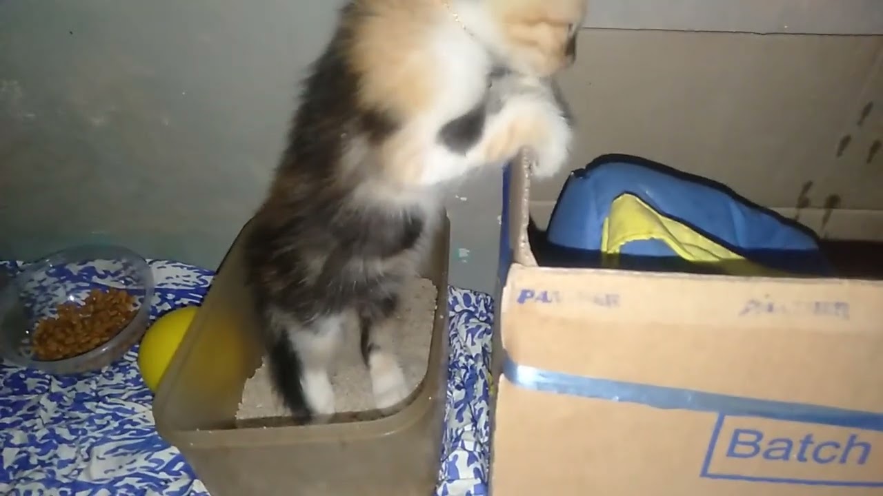 masih terlalu kecil buat hidup d jalanan  kitten ini akhirnya saya adopsi dan saya kasih nama KIKI