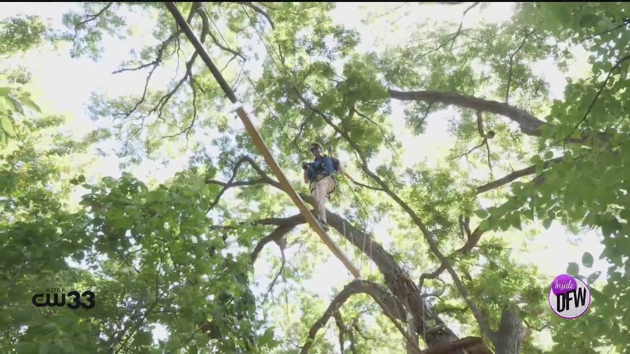 Zipline and climb through the treetops of Plano at GoApe!