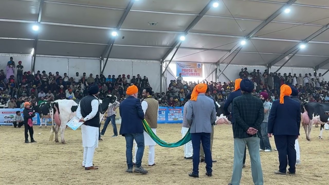 PDFA MELA JAGRAON 2026 milk beauty cow #cow #animalfarming #pdfajagraon 