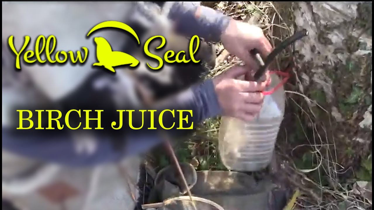 Birch juice - ADVENTURE | Yellow Seal
