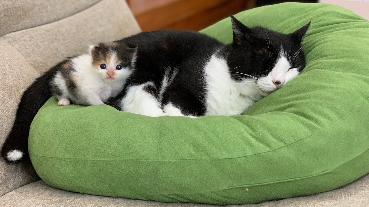 おじいちゃん猫が大好きな子猫たちがかわいいです【保護猫】（The kitten that loves senior cats is cute）