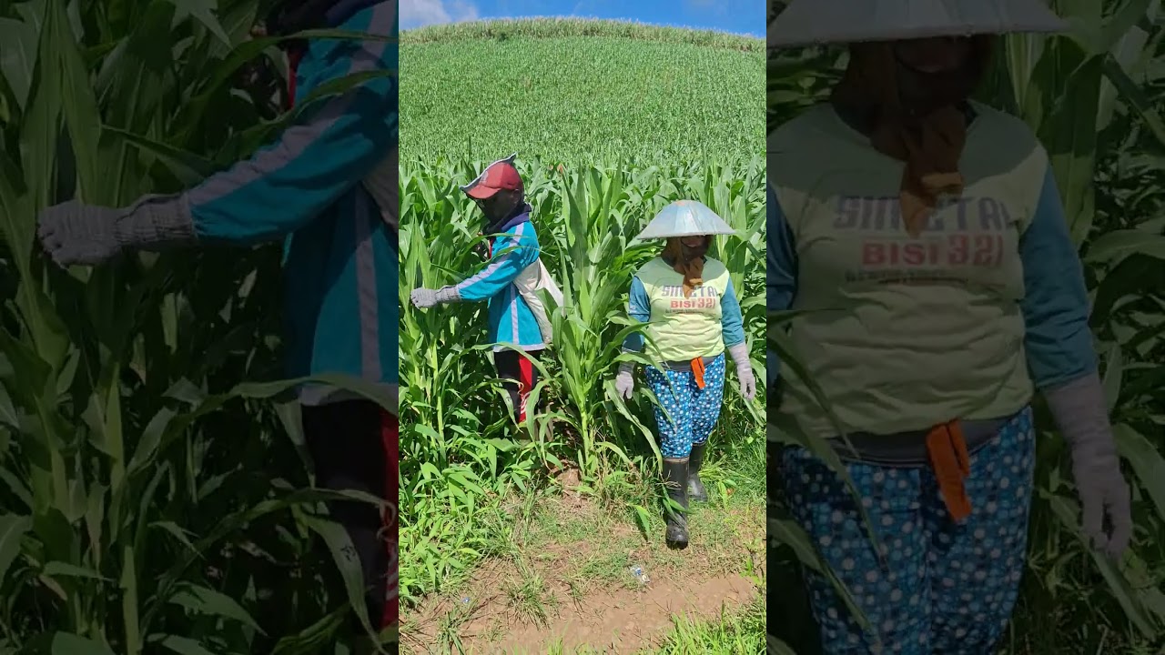 Cabut bunga jagung