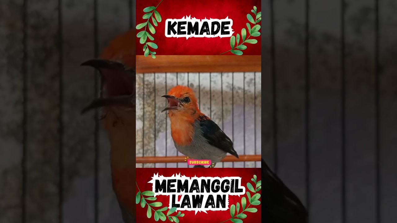 Kemade gacor memanggil lawan#kemade #burunglucu#burungjinak#shorts