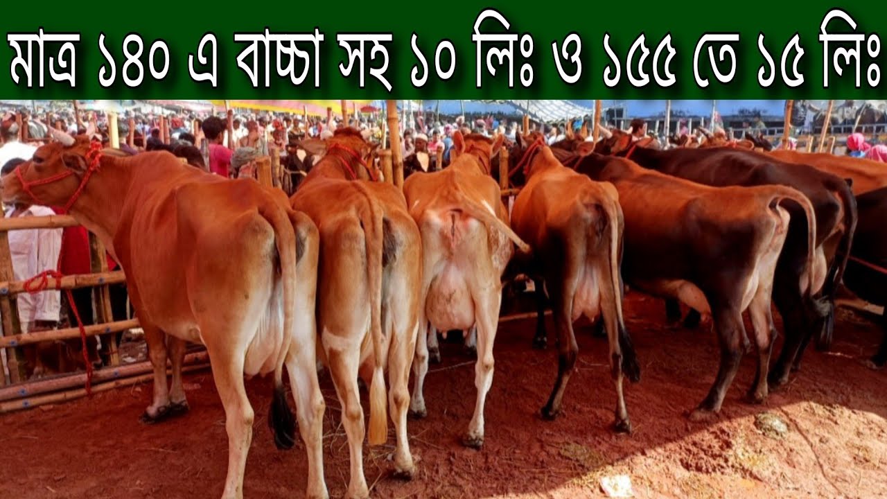 মাত্র ১৪০ হাজারে বাচ্চা সহ ১০ লিটার ও ১৫৫ তে বাচ্চা সহ ১৫ লিটার দুধের গাভী! আজ দুধে বেশি দামে কম