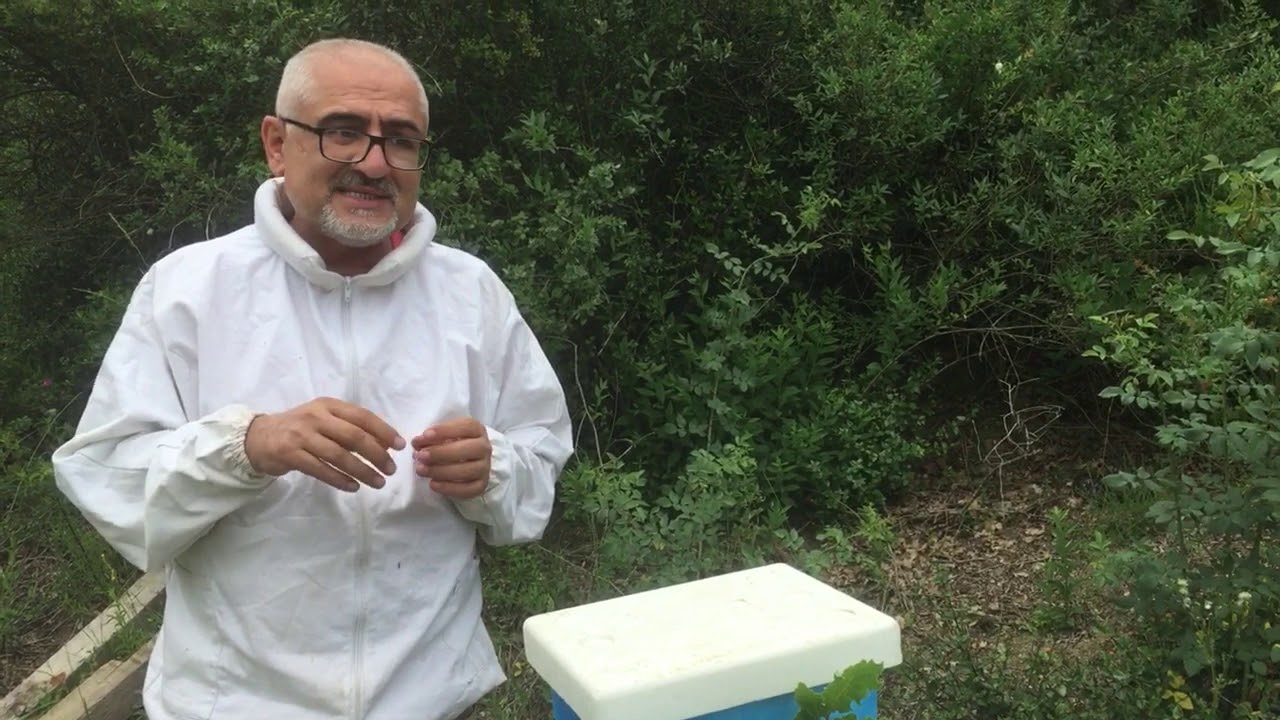 Ana Arı Çiftleştirme Ruşetine Dair Her Şey
