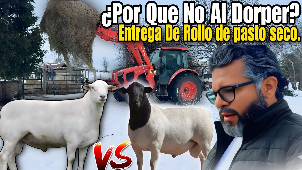Por qué el Blanco Australiano es el futuro de mi Ganadería (Dorper vs. Australian White)