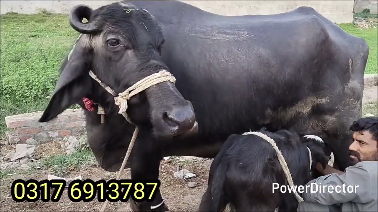 Pure nili ravi buffalo for sale today شاہد جٹ سیالکوٹ نیلی کی بھینس 