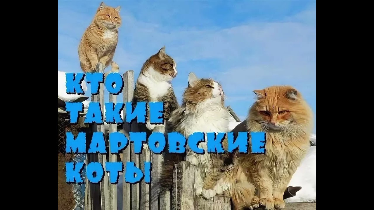 Кто такие  мартовские коты.  Разбираемся.