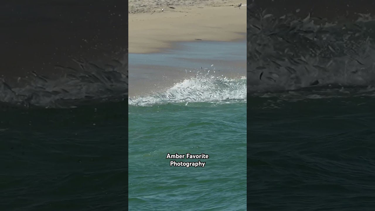 Apex predators lurking under the water. #mullet #beach #shore #nature #fish