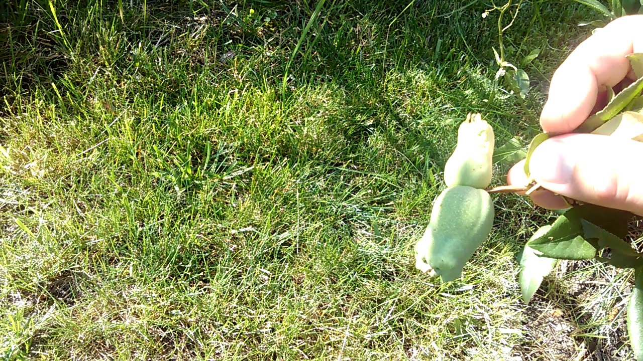 Pigwowiec - update...