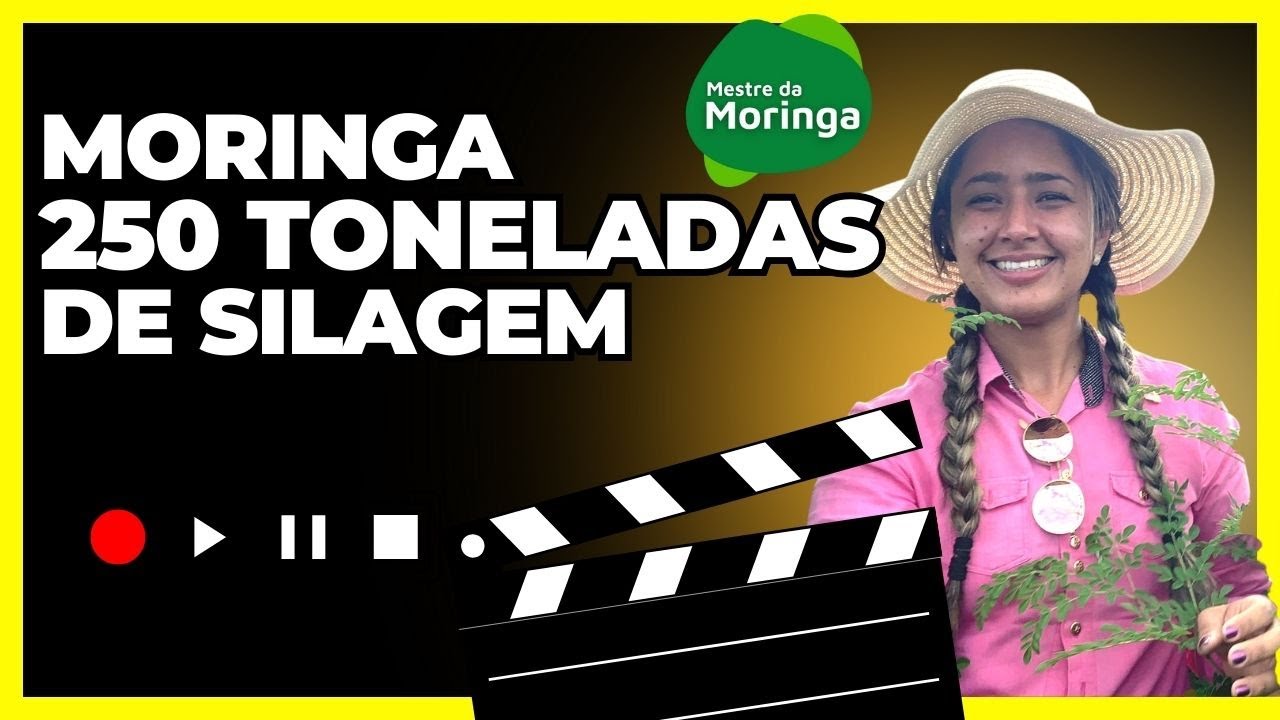 Moringa 250 toneladas de Silagem