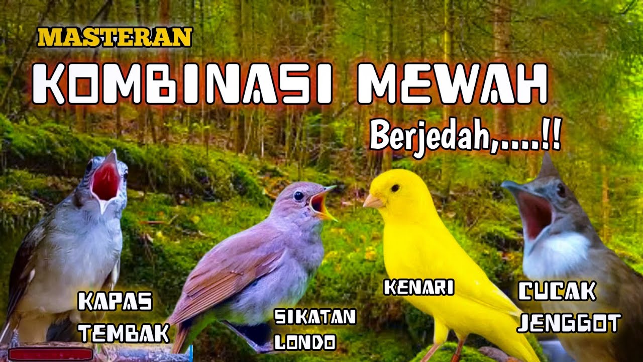 MASTERAN KOMBINASI MEWAH‼️ Kapas Tembak • Sikatan Londo • Kenari • Cucak Jenggot | Jernih Berjedah