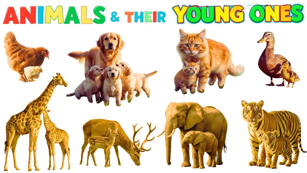 Animals and Their Young Ones for Kids | Learn Baby Animals in English