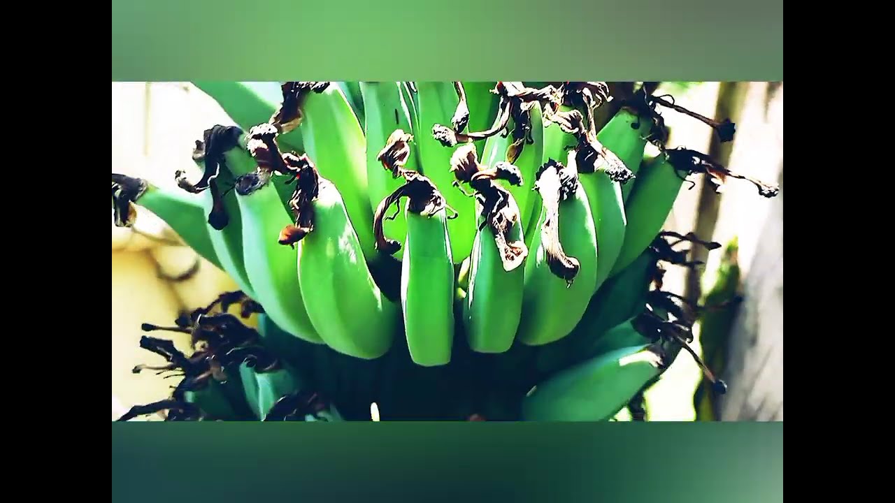 Banana Time Lapse: From Flower to Giant Fruit #Bunchgardening #satisfying     #tropicalfruit #4K 