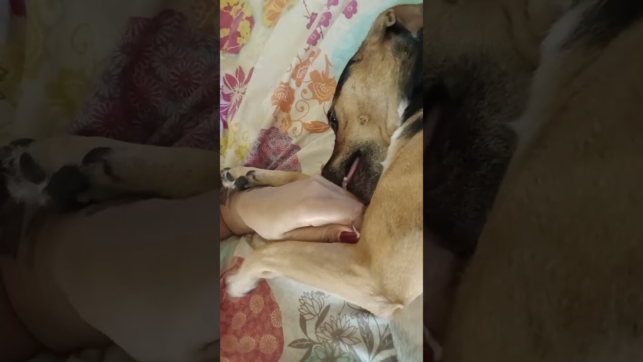Утренние объятия от Фиби 🐕🐕🐕🐕🐕🐕🥰🥰🥰🥰🥰🥰🥰💕💕💕💕