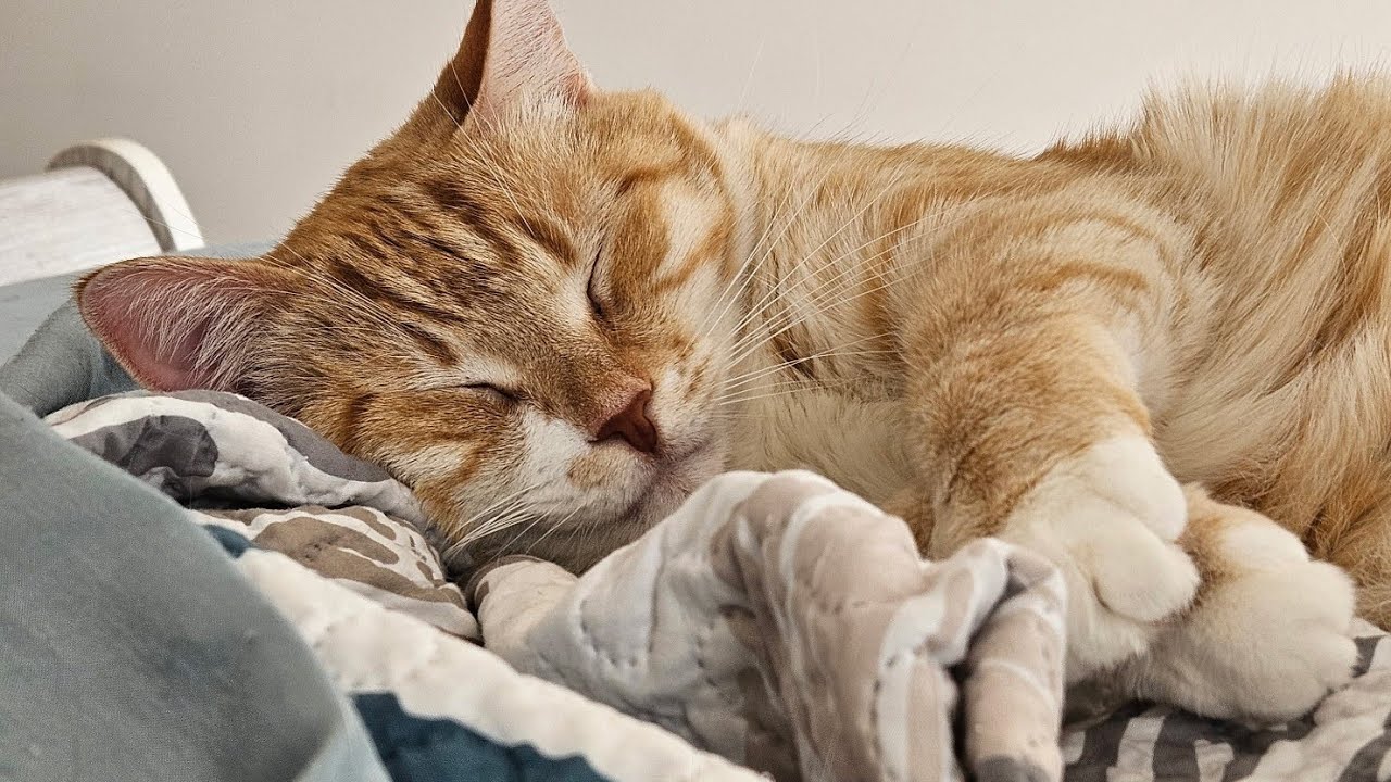 life with 9 cat rescues ♥️