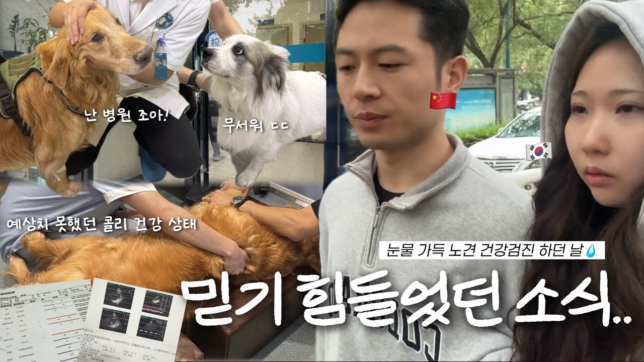 동갑내기 한중커플 🇨🇳vlog 영원히 준비되지 않을 반려견과의 이별 🌧️ 콜리 툴단이 건강검진에서 듣게 된 소식 전해드려요..