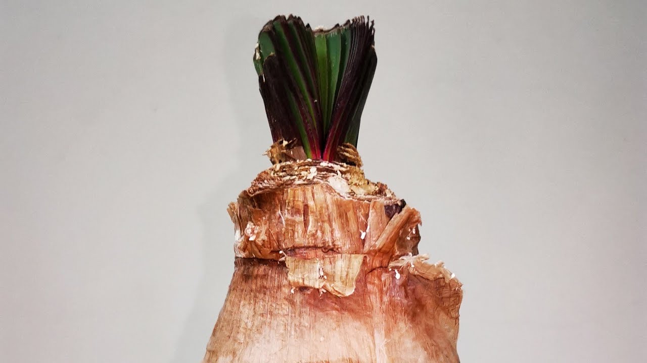 Boophone disticha.