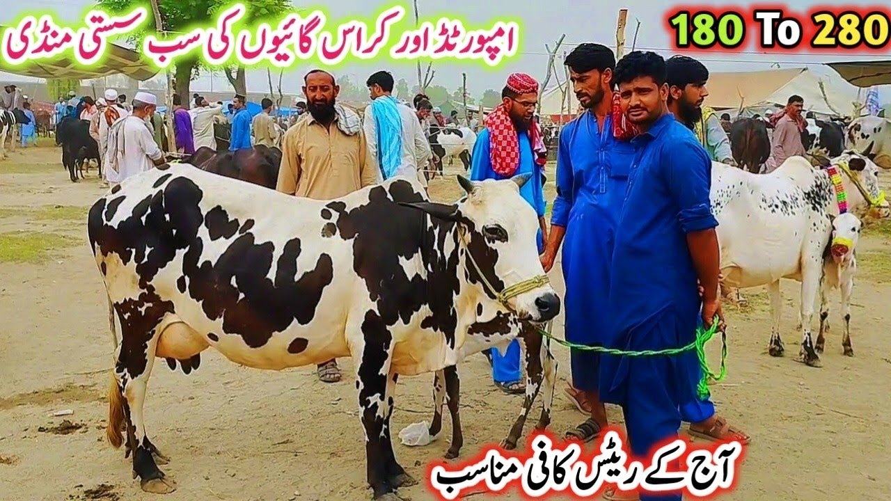Gondal Mandi latest update 07March2026!jersey cow for sale today!Cholistani and desi cow latest Rate