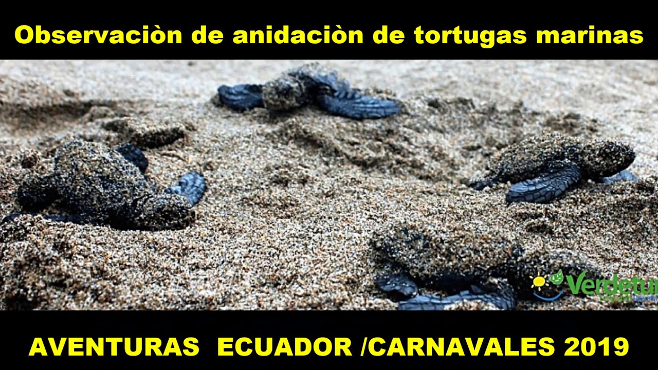 FERIADO DE CARNAVAL 2019
