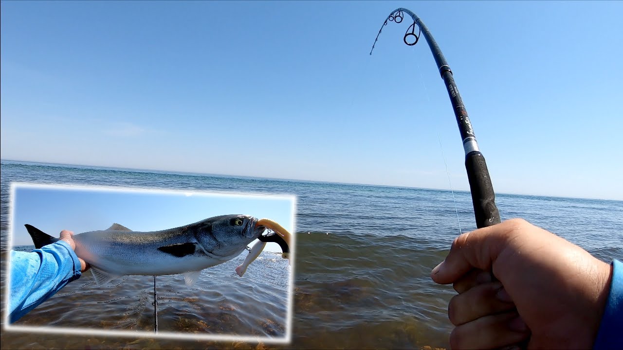Montauk Blues! - First Trip Out to Montauk this Season(2021) - Long Island NY