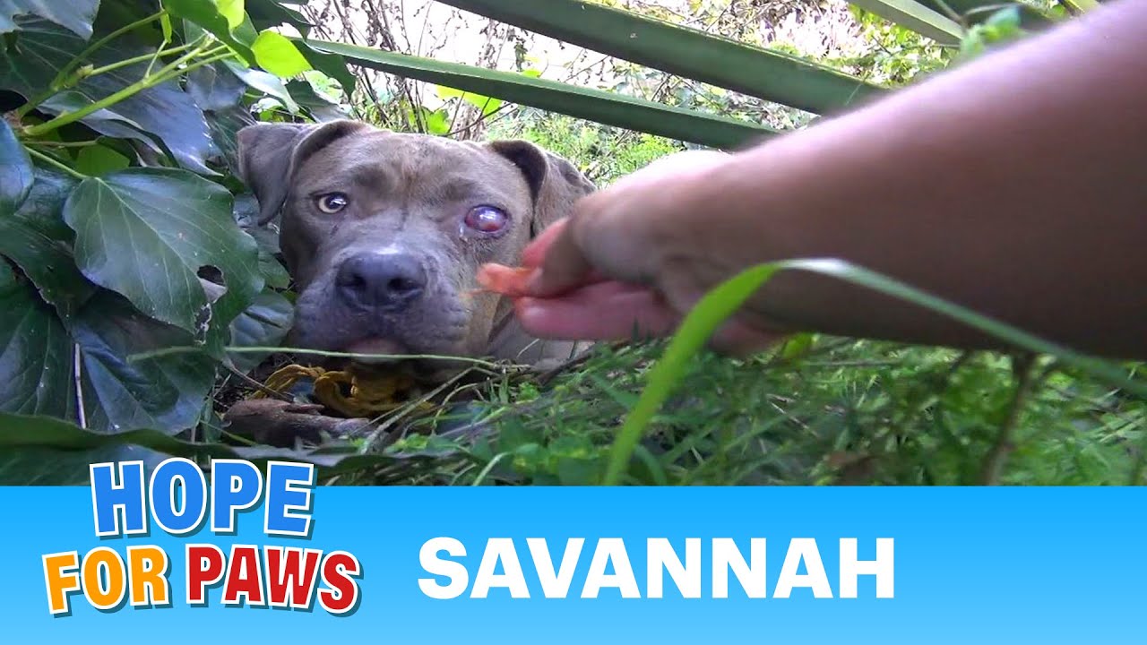 Pit Bull gets rescued - MUTED BY YOUTUBE - Alternative link below!!! #senior