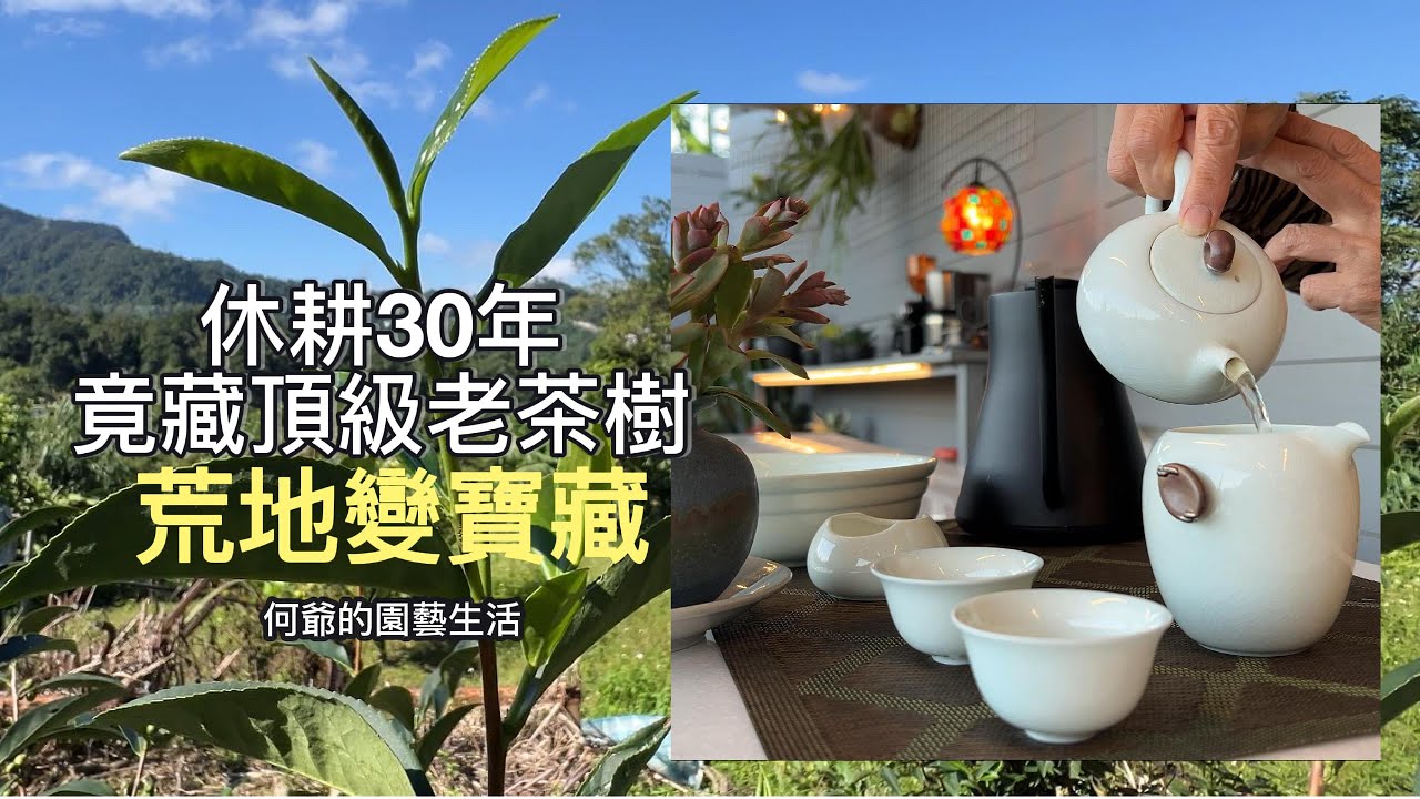 挖到寶了！休耕30年的荒地竟藏著「頂級老茶樹」？試喝一口驚呆了！ 假日農夫的意外收穫：喚醒沉睡幾十年的老茶樹，做出來的冬茶太驚人！_ 何爺的園藝生活（52）