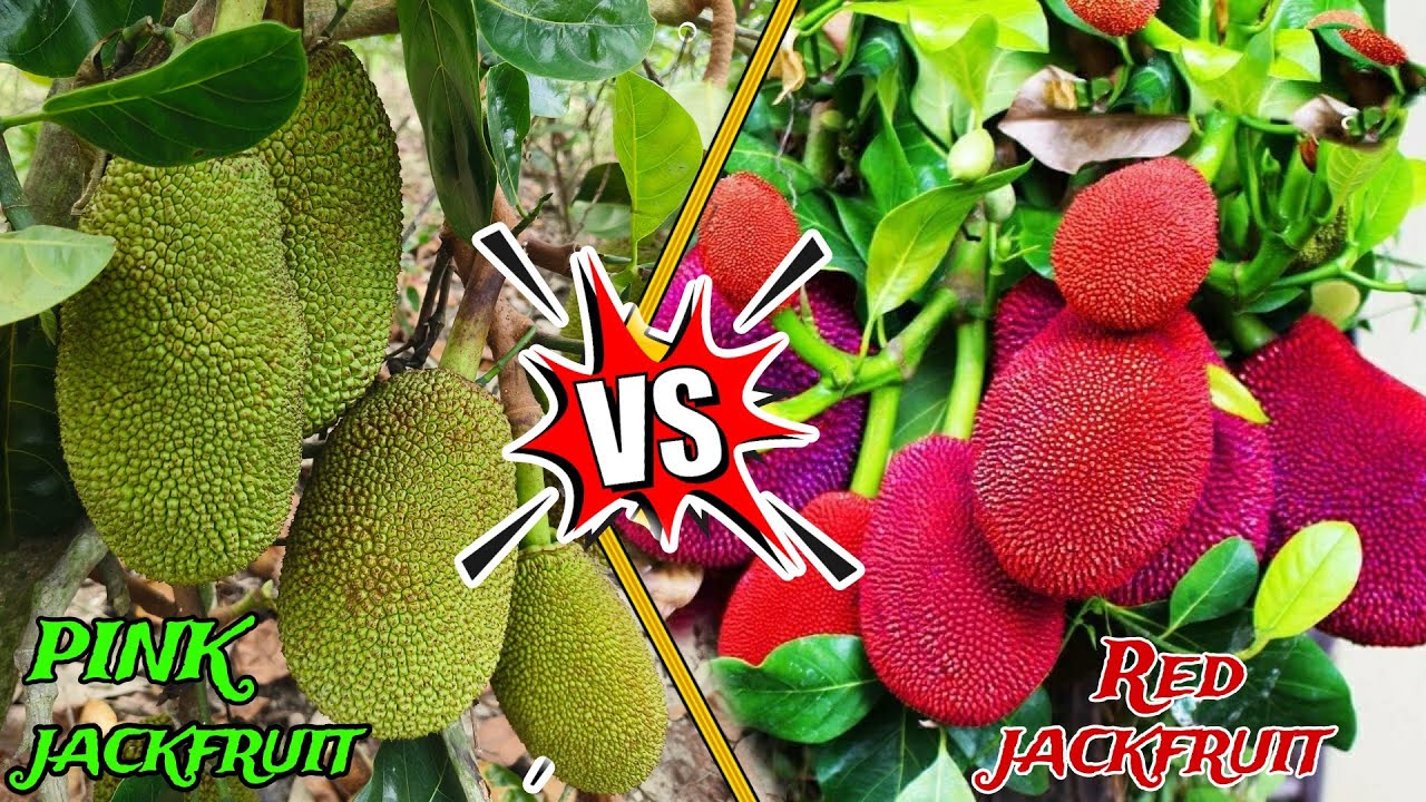 Red jackfruit and Vietnam super early jackfruit farming full information nursery & plant available