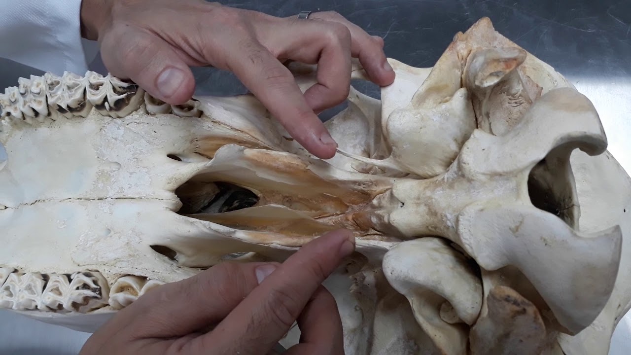 Osteologia cranio bovino e equivo visão ventral