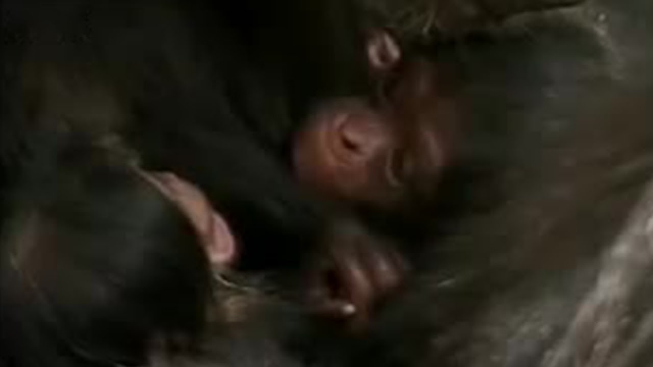 Chimps with Baby Twins! | BBC Studios