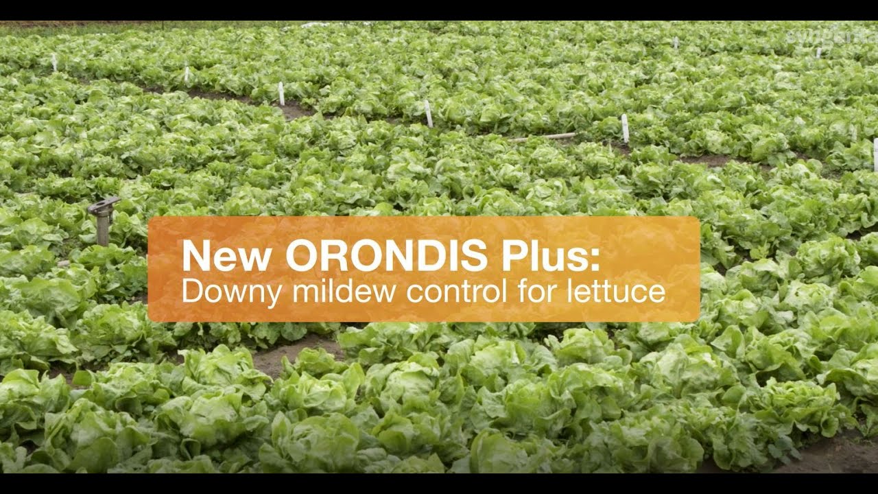 ORONDIS Plus Lettuce Fungicide Trials
