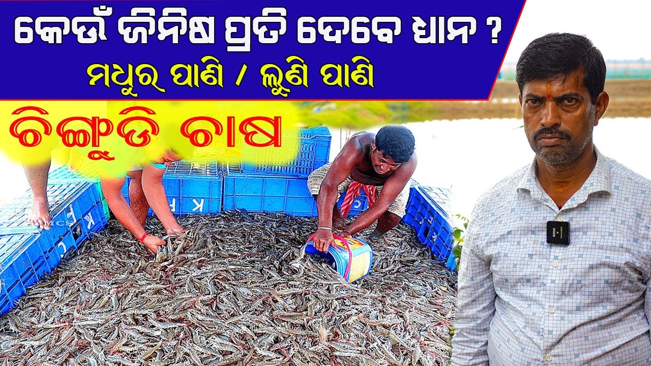 ଚିଙ୍ଗୁଡ଼ି ଚାଷ ଅଧିକ ଖର୍ଚ୍ଚ, ଅଧିକ ଲାଭ || High expenditure and high profit in prawn farming.