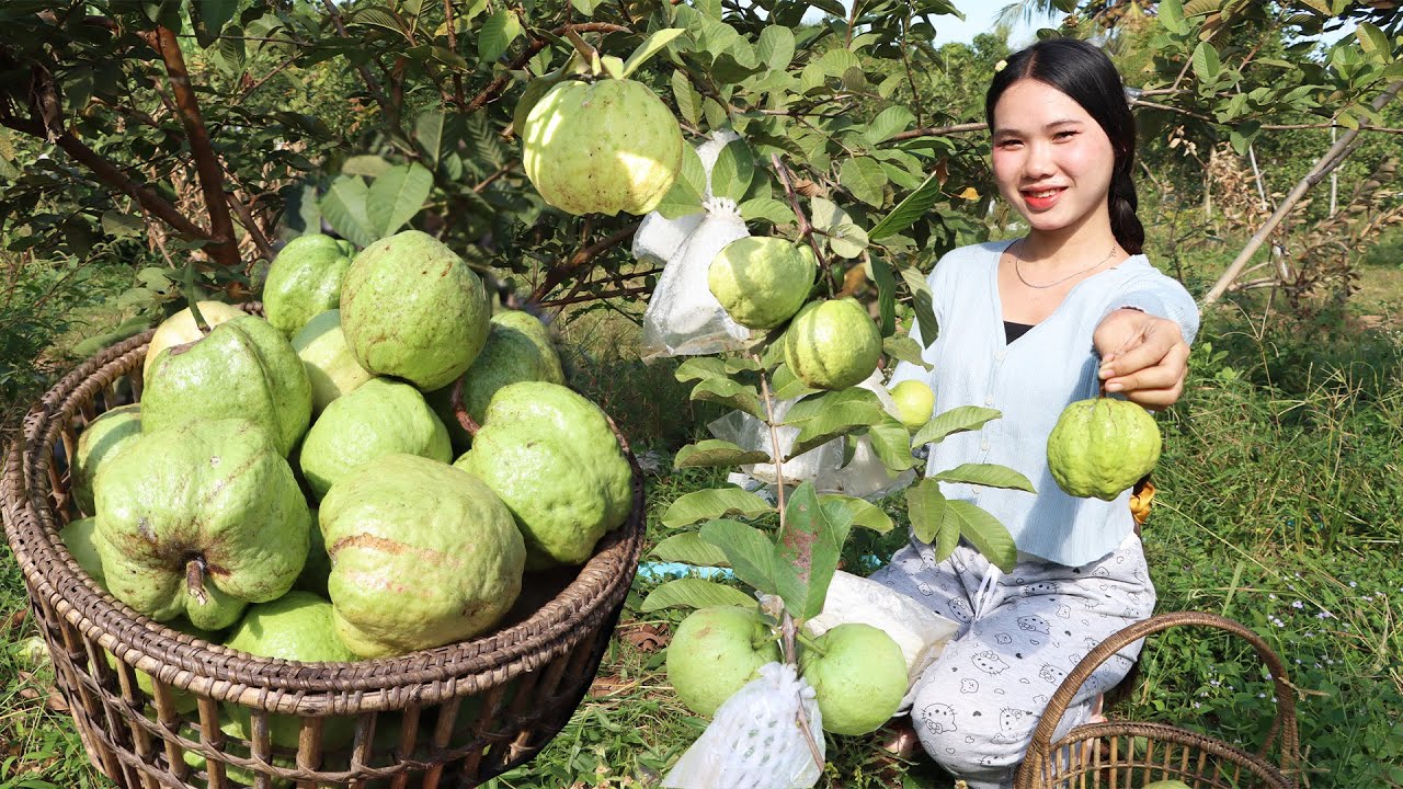 Enjoy Country Life: Harvest sweet Guava from grandma's farm for cooking - Yummy pickle guava recipe