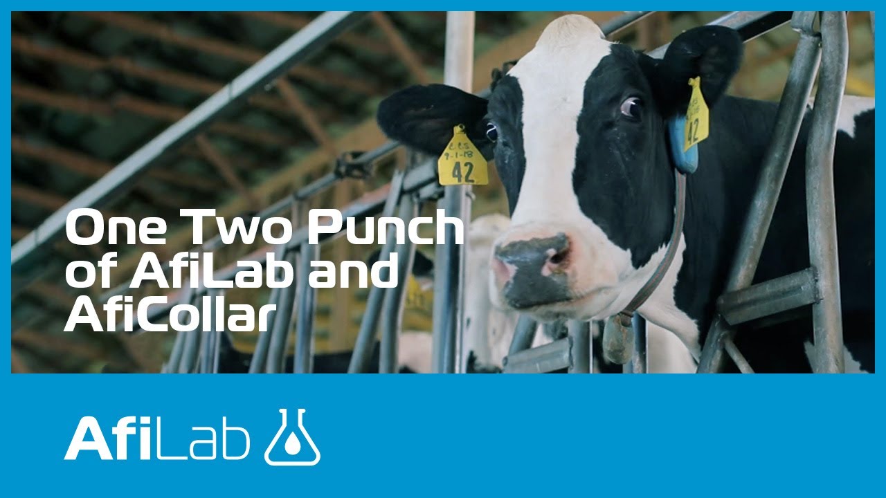 Milk Components + Cow Monitoring Deliver Valuable Insights