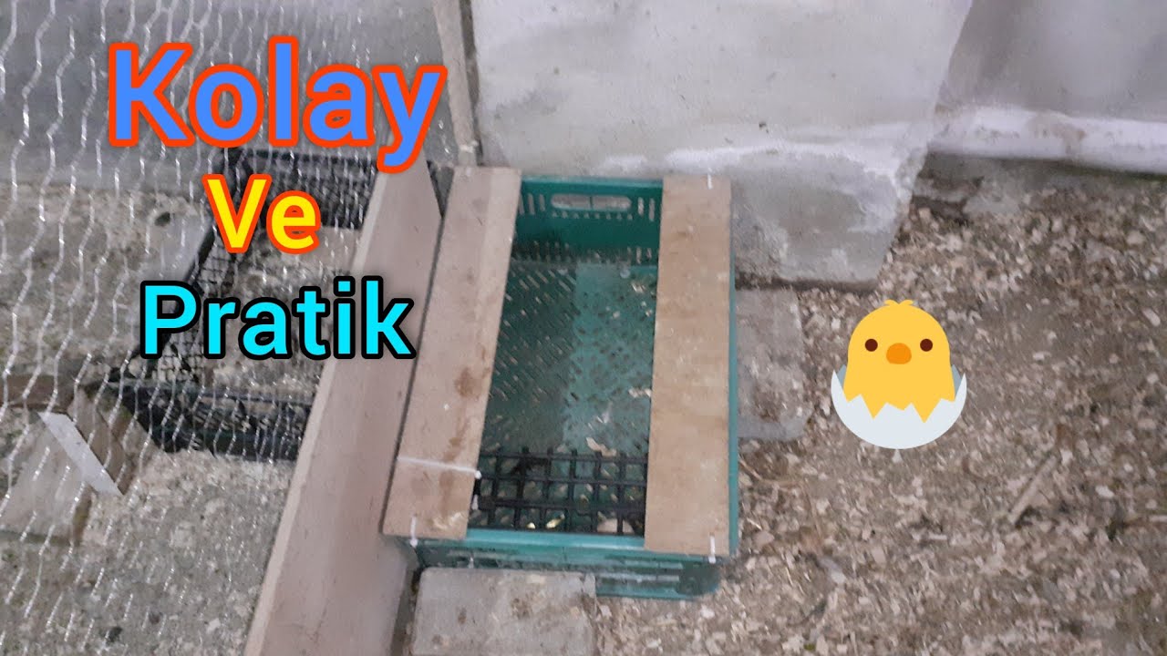 AKILLI FOLLUK YAPIMI / TAVUKLARIN YUMURTA KIRMA-YEME DERDİNE SON !