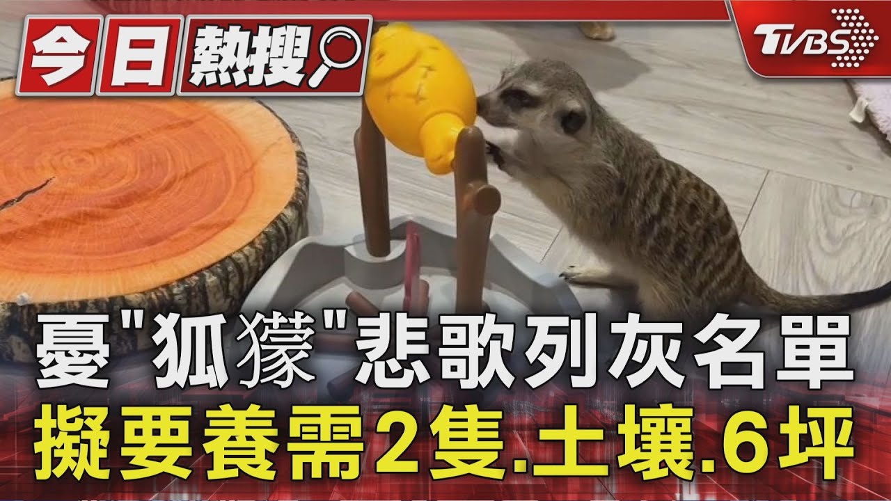 憂「狐獴」悲歌列灰名單 擬要養需2隻.土壤.6坪｜TVBS新聞 @TVBSNEWS01