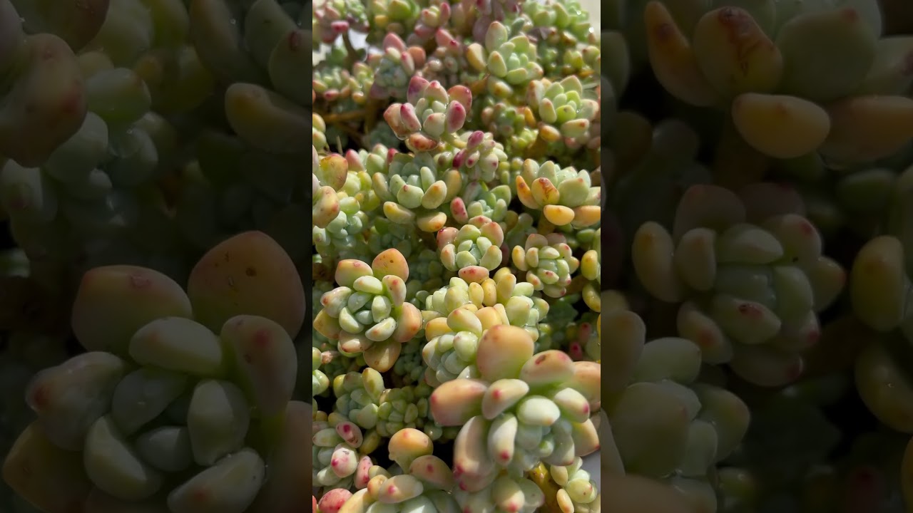 Sedum Clavatum