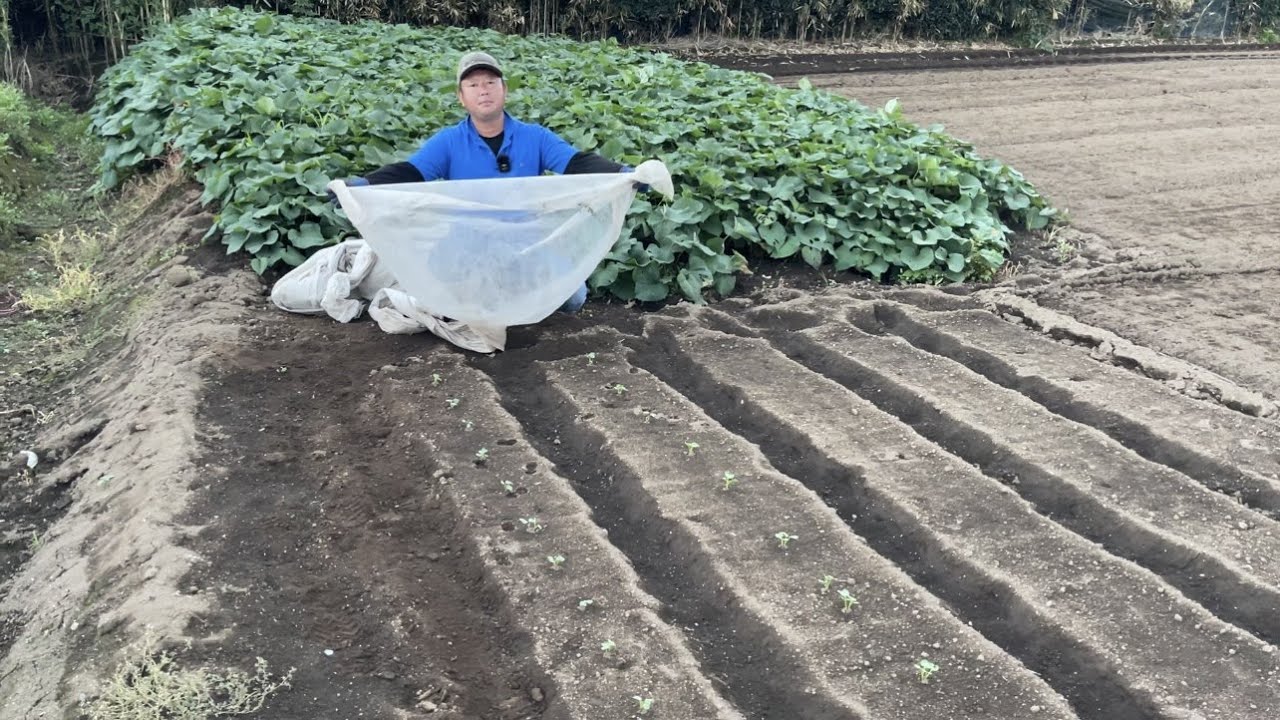 不織布だけで秋冬野菜を害虫から守る方法【害虫対策】22/9/5