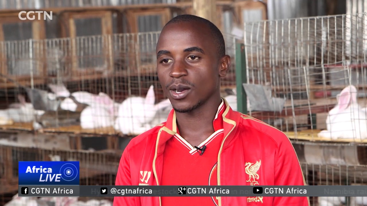 Ugandan farmers cash in on rabbit farming