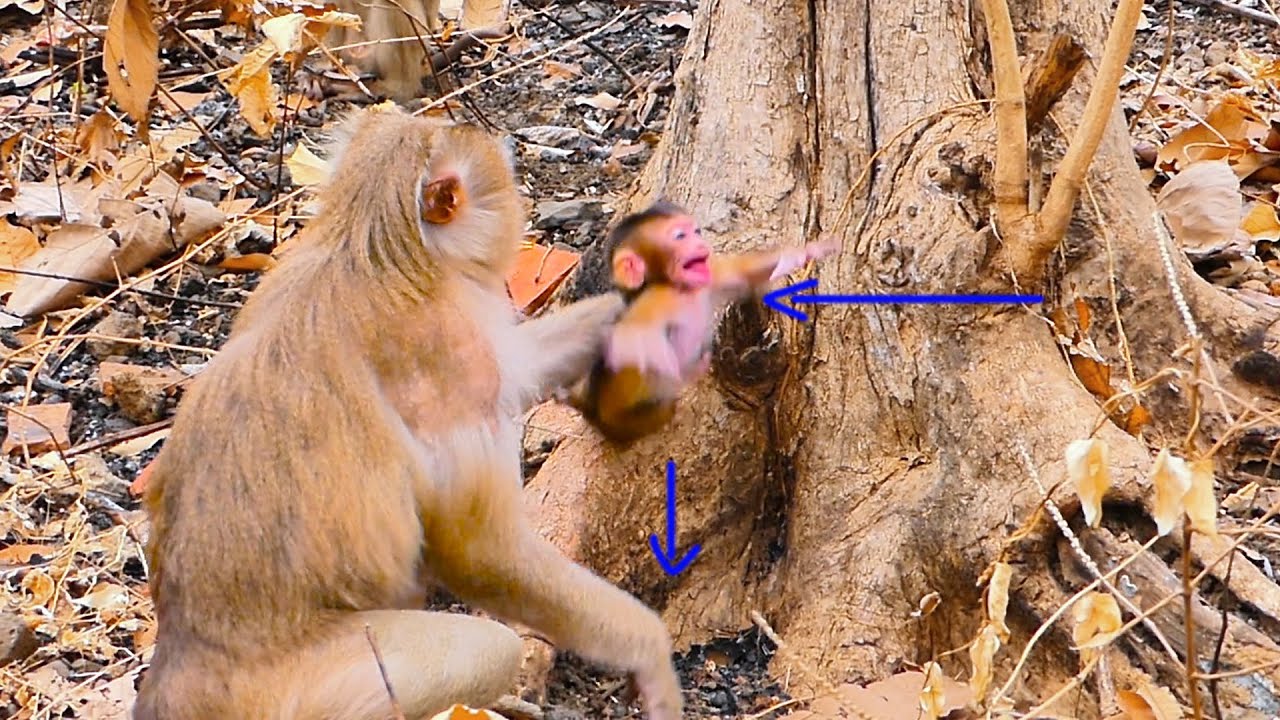 Tiny Monkey’s first climb goes wrong. A restless baby monkey try to climb a big tree—and f.a.ll