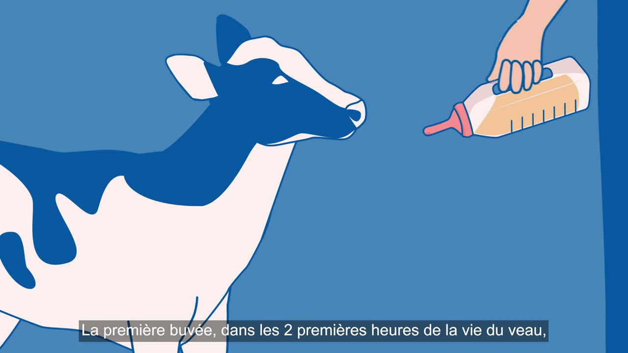 Le colostrum, l'assurance vie du veau
