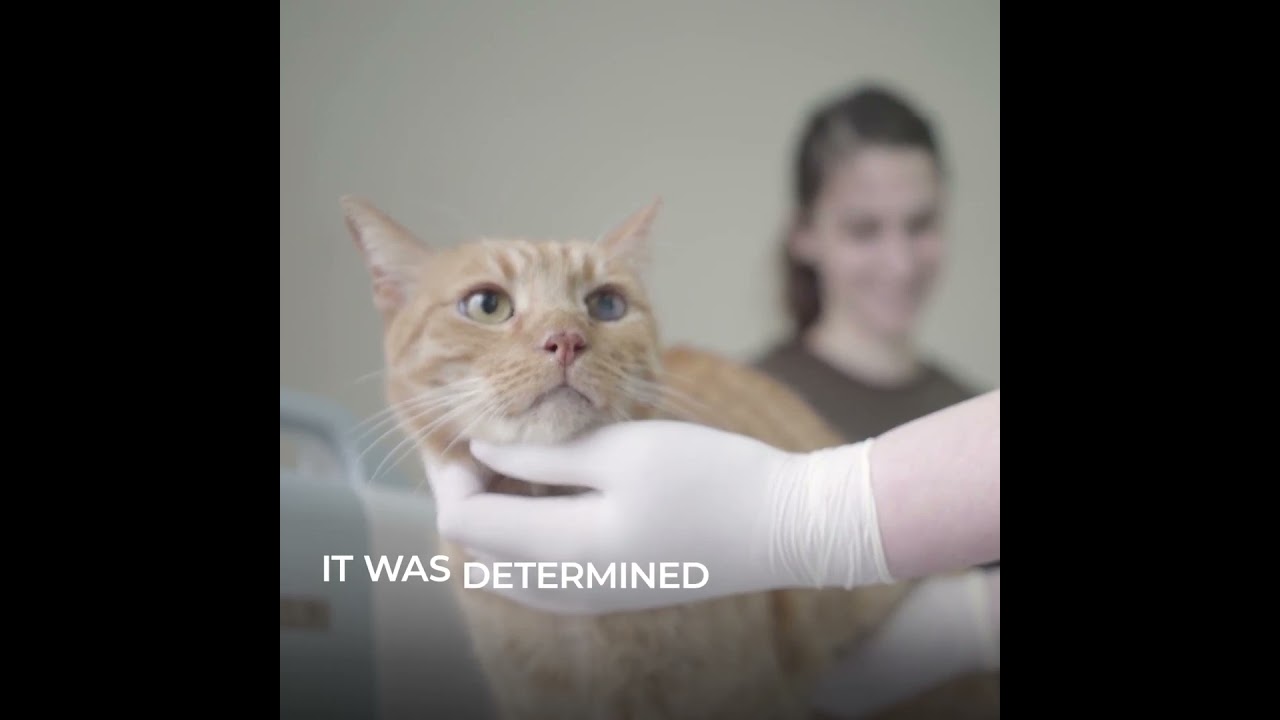 Evercat - How To Make Your Cat Live Longer Better