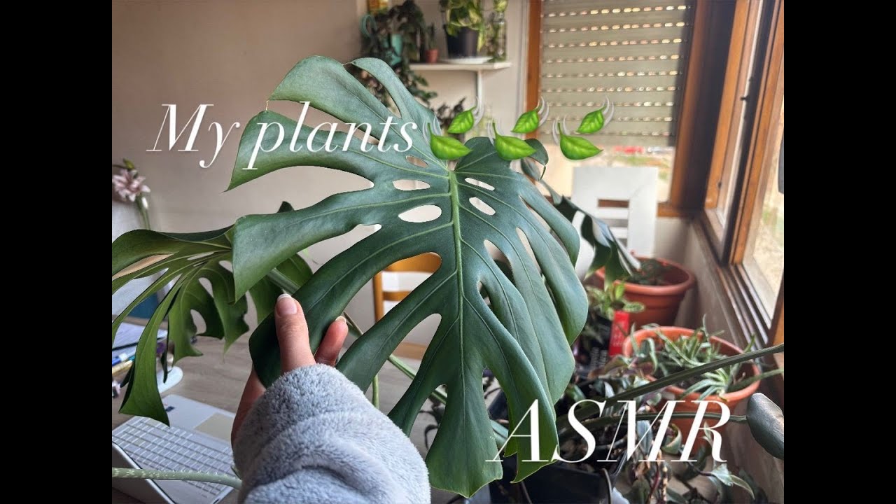 ASMR ON MY PLANTS🌿🌿🌿
